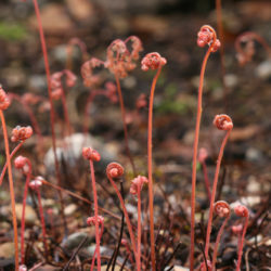 Adiantum venustum Photo © Richie Steffen