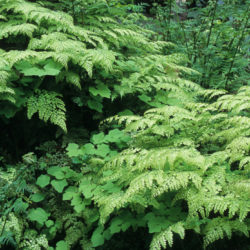 Adiantum venustum Photo © Richie Steffen