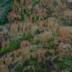 Adiantum venustum Photo © Richie Steffen