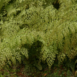 Adiantum venustum Photo © Richie Steffen
