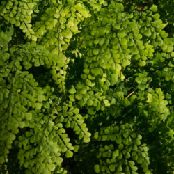 Adiantum venustum Photo © David Gibson
