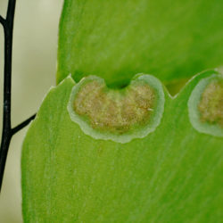 Adiantum venustum sori Photo © David Gibson