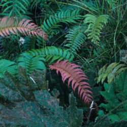 Parablechnum cordatum © Richie Steffen