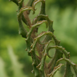 Parablechnum cordatum © Richie Steffen