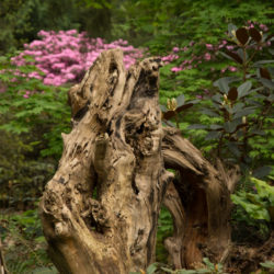 Rhododendron Species Botanical Garden Stumpery Photo © David Gibson