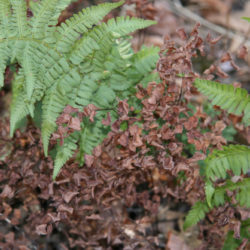 Dryopteris arguta, Adiantum jordanii © Richie Steffen