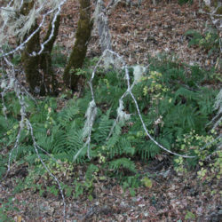 Dryopteris arguta © Richie Steffen