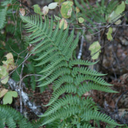 Dryopteris arguta © Richie Steffen