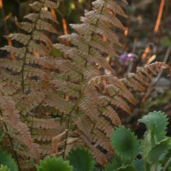 Dryopteris lepidopoda © Richie Steffen