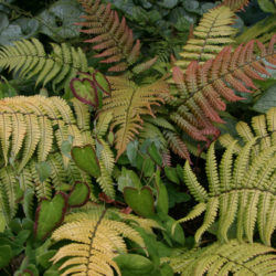 Dryopteris lepidopoda © Richie Steffen