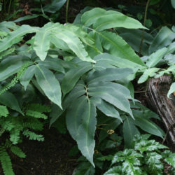 Dryopteris sieboldii © Richie Steffen
