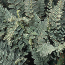 Cheilanthes eatonii © Richie Steffen