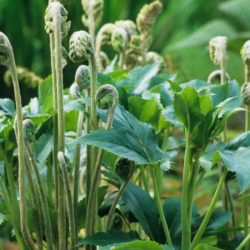 Osmundastrum cinnamomea Photo © Richie Steffen