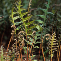 Woodwardia areolata Photo © Richie Steffen