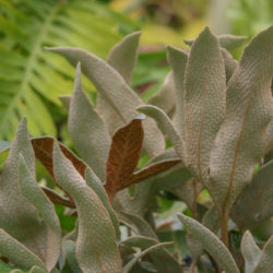 Pyrrosia polydactyla Photo © Richie Steffen