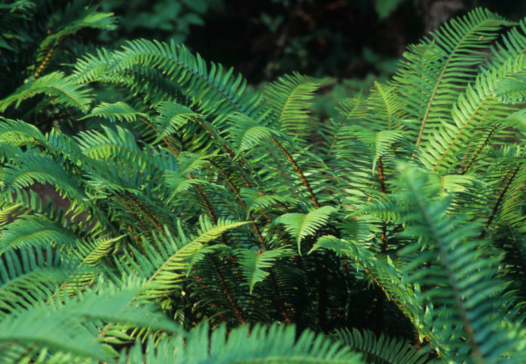 Polystichum munitum Photo © Richie Steffen