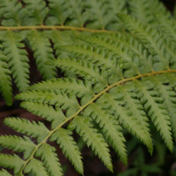 Polystichum andersonii Photo © Richie Steffen