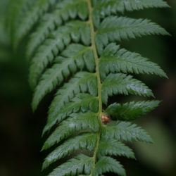 Polystichum andersonii Photo © Richie Steffen