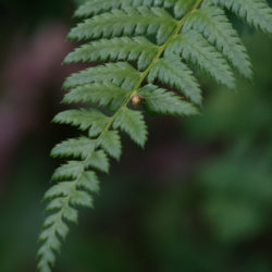 Polystichum andersonii Photo © Richie Steffen