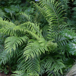 Parablechnum novae zelandiae © Richie Steffen