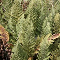 Cheilanthes wootonii © Richie Steffen