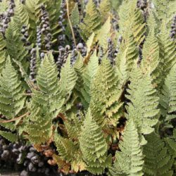 Cheilanthes wootonii © Richie Steffen