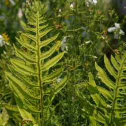 Woodwardia areolata Photo © Richie Steffen