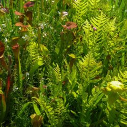 Woodwardia areolata Photo © Richie Steffen