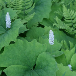 Gymnocarpium disjuncta, Achlys triphylla Photo © Richie Steffen