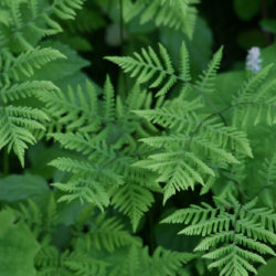 Gymnocarpium disjuncta Photo © Richie Steffen