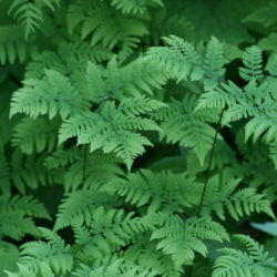 Gymnocarpium disjuncta Photo © Richie Steffen