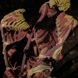 Osmunda regalis 'Purpurascens' new growth Photo © Richie Steffen