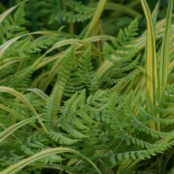 Gymnocarpium disjunctum, Hakonechloa macra 'Aureola' Photo © Richie Steffen