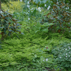 Gymnocarpium disjunctum, Rhododendron campanulatum ssp, aeruginosum Photo © Richie Steffen