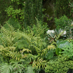 Parablechnum novae zelandiae © Richie Steffen