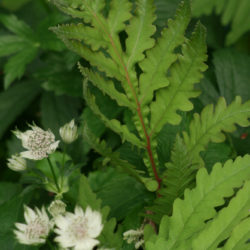 Onoclea sensibilis, Astrantia major Photo © Richie Steffen