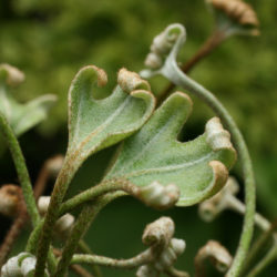 Pyrrosia hastata Photo © Richie Steffen