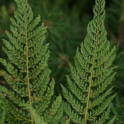 Polystichum setiferum (Bevis Group) Photo © Richie Steffen