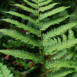Dryopteris goldiana © Richie Steffen