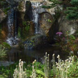 Osmundastrum cinnamomea Photo © Sue Olsen