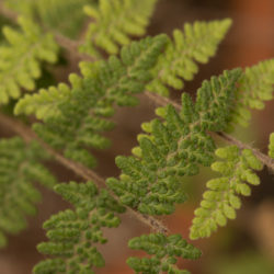 Cheilanthes lanosa © David Gibson