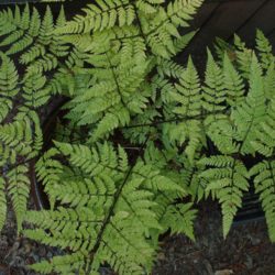 Dryopteris expansa var. Willeana © Sue Olsen