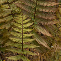 Dryopteris lepidopoda © David Gibson