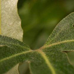 Pyrrosia hastata Photo © David Gibson