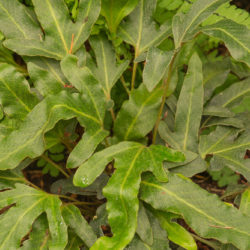 Pyrrosia hastata Photo © David Gibson