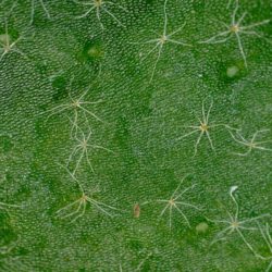 Pyrrosia hastata stars on frond surface Photo © David Gibson