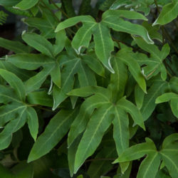 Pyrrosia polydactyla Photo © David Gibson