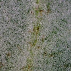 Pyrrosia polydactyla stars and hairs Photo © David Gibson