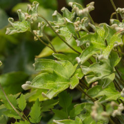 Pyrrosia polydactyla new fronds Photo © David Gibson