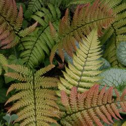 Dryopteris lepidopoda © Richie Steffen